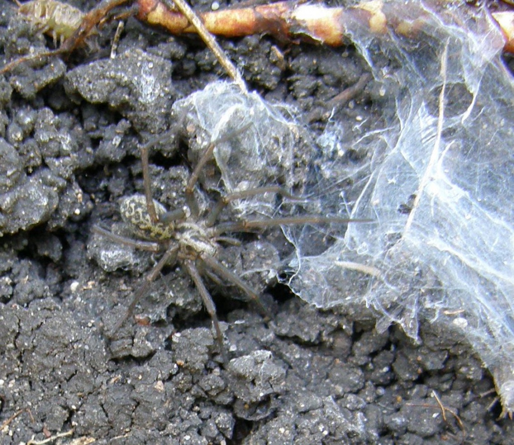 Common House Spider Tegenaria domestica – Nature Journeys