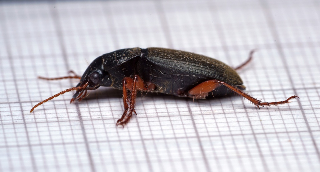 Strawberry Seed Beetle NatureSpot