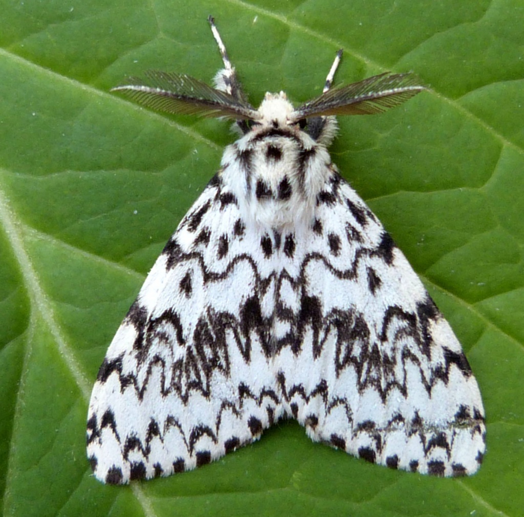 Black Arches | NatureSpot