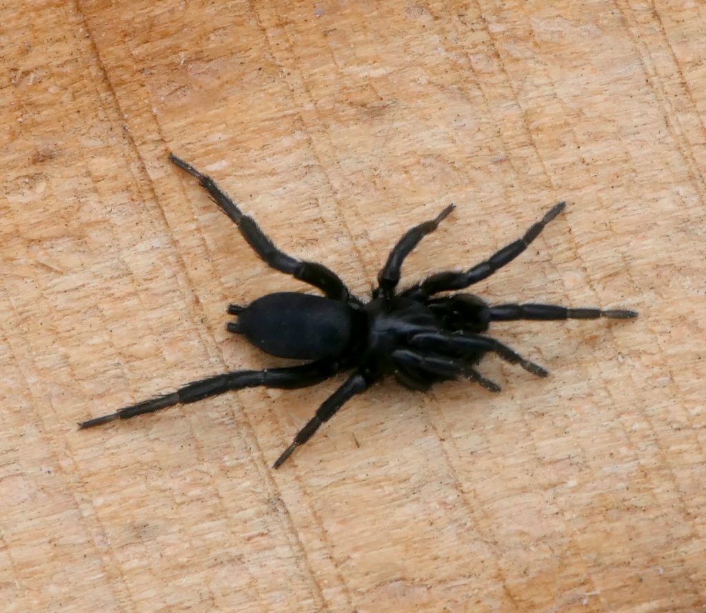 male, small, shiny black spider - Zelotes 