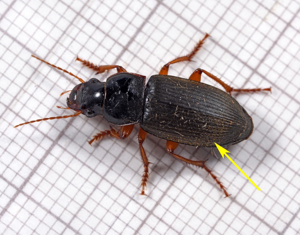 Strawberry Seed Beetle NatureSpot