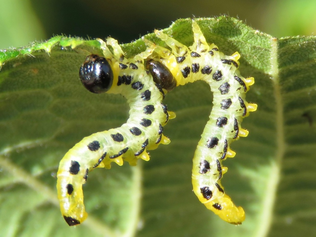 Nematus septentrionalis | NatureSpot