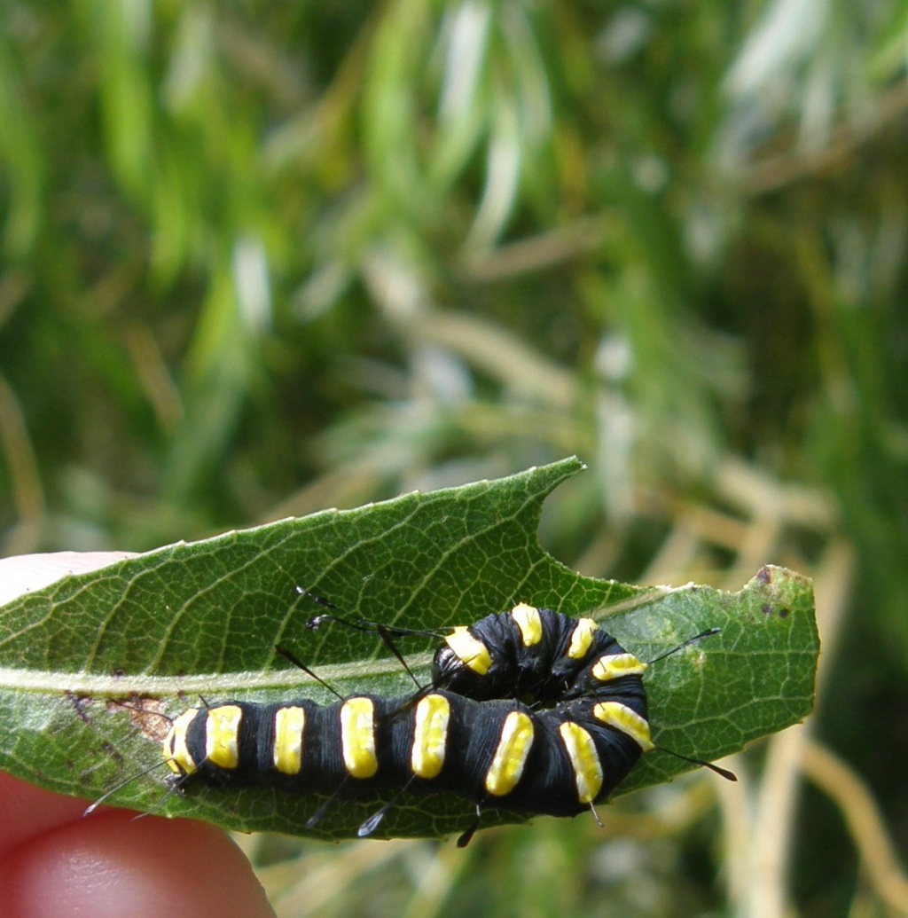 Alder Moth | NatureSpot