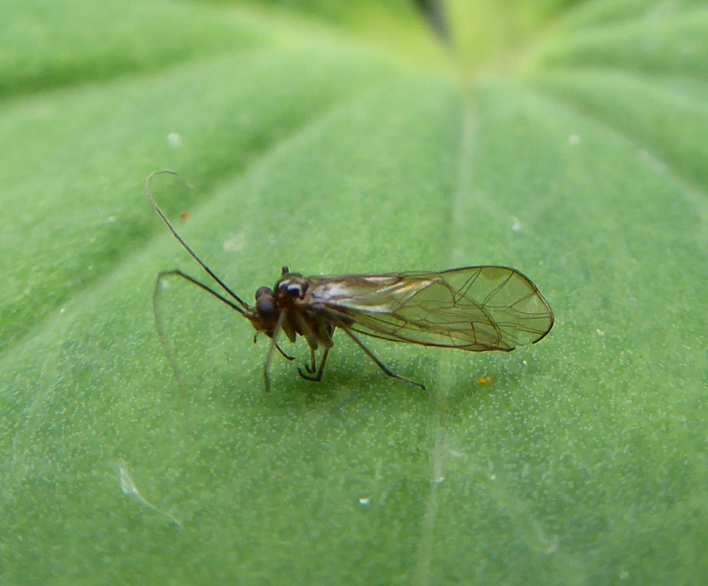 Stenopsocus immaculatus | NatureSpot