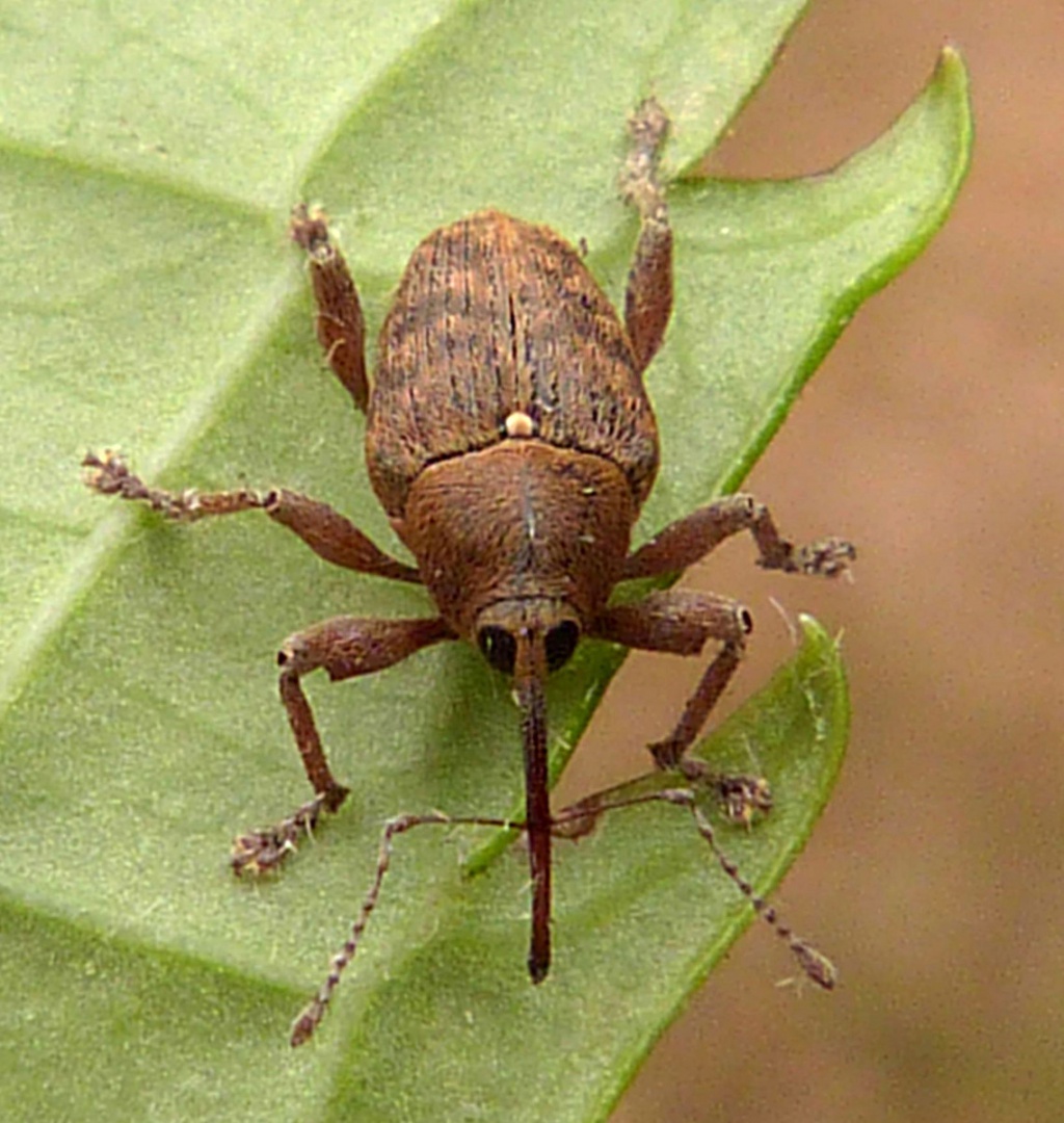 Acorn Weevil NatureSpot