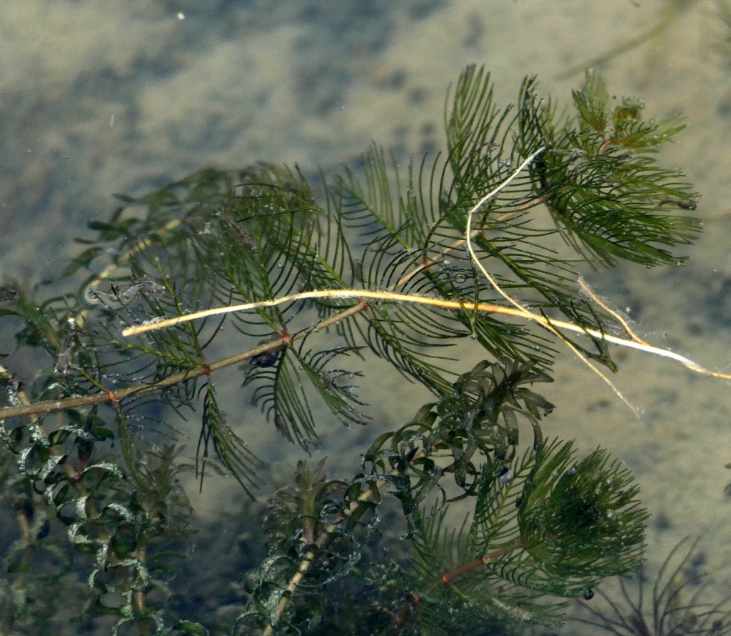 Spiked Water-milfoil | NatureSpot