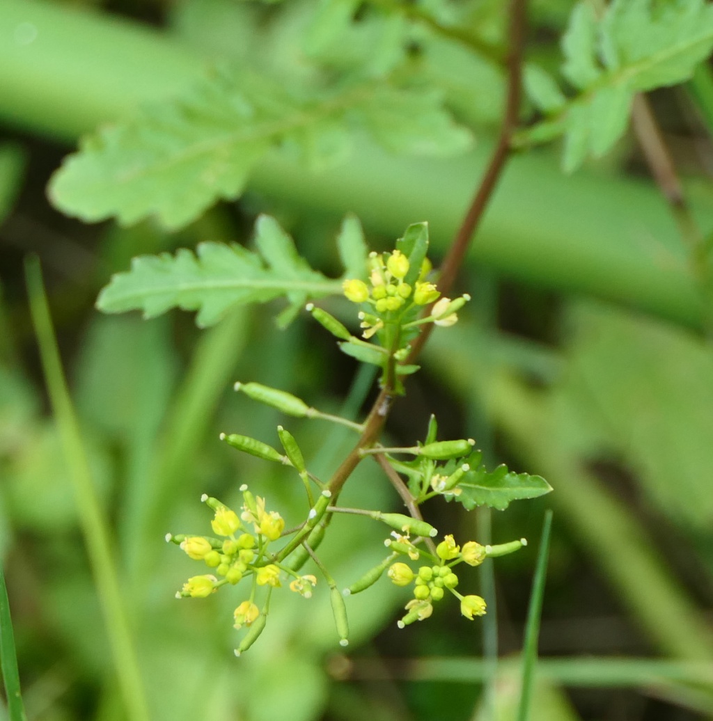 Marsh Para Cress, Common name- Marsh Para Cress Botanical n…