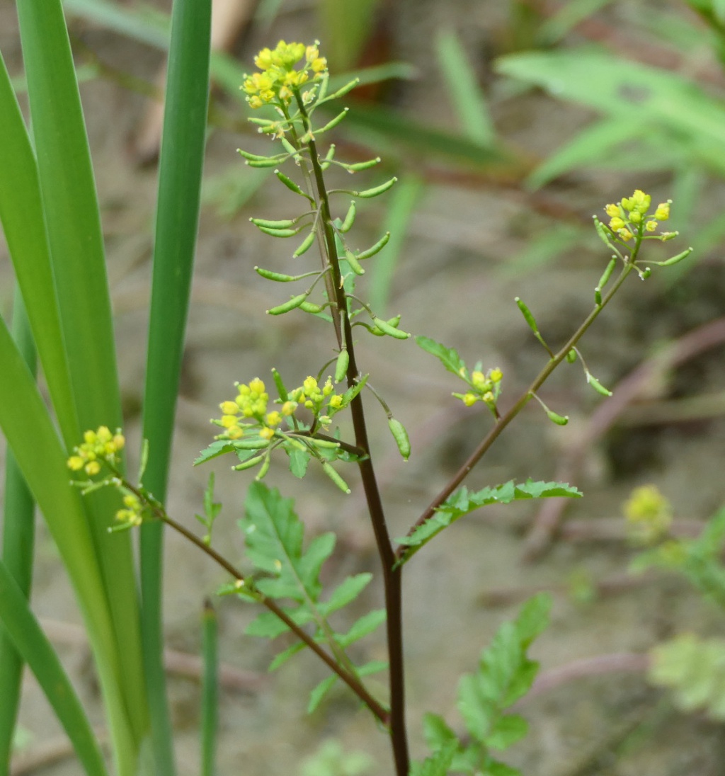 Marsh Para Cress, Common name- Marsh Para Cress Botanical n…