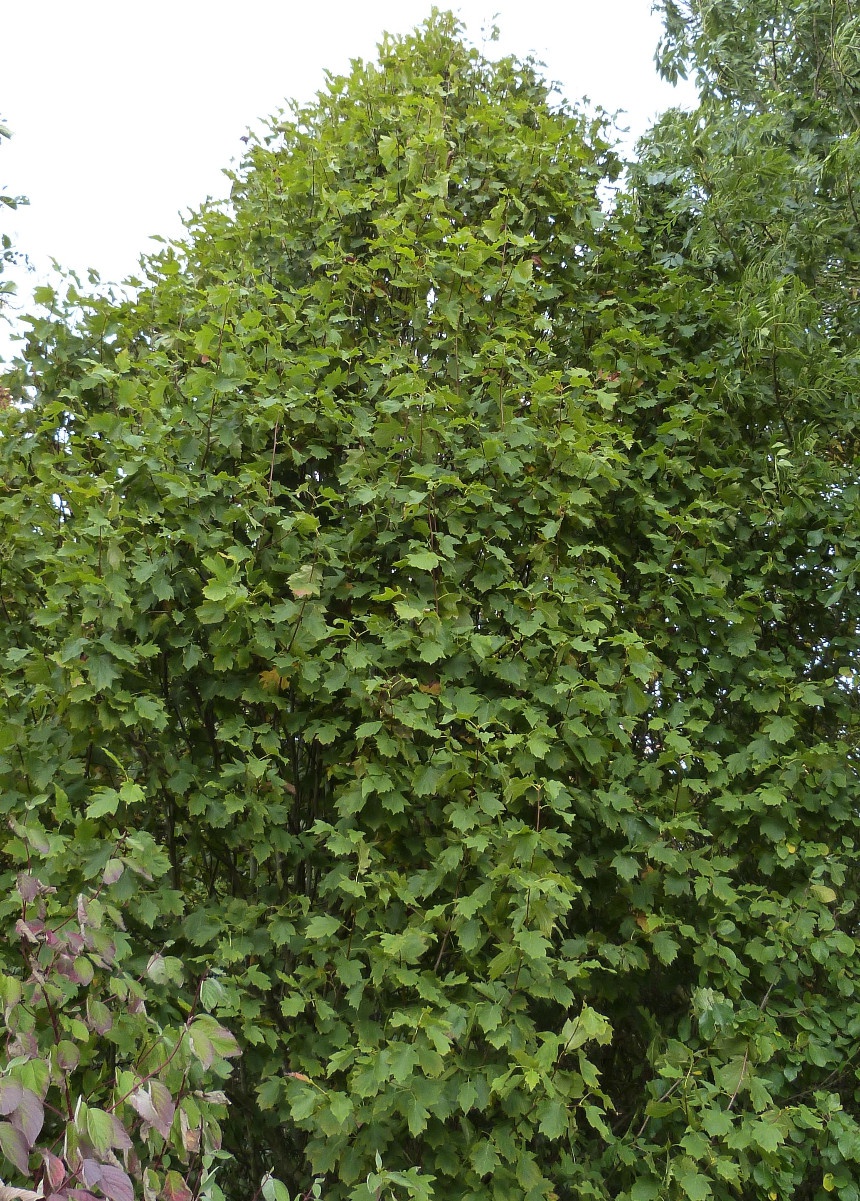 Wild Service-tree | NatureSpot