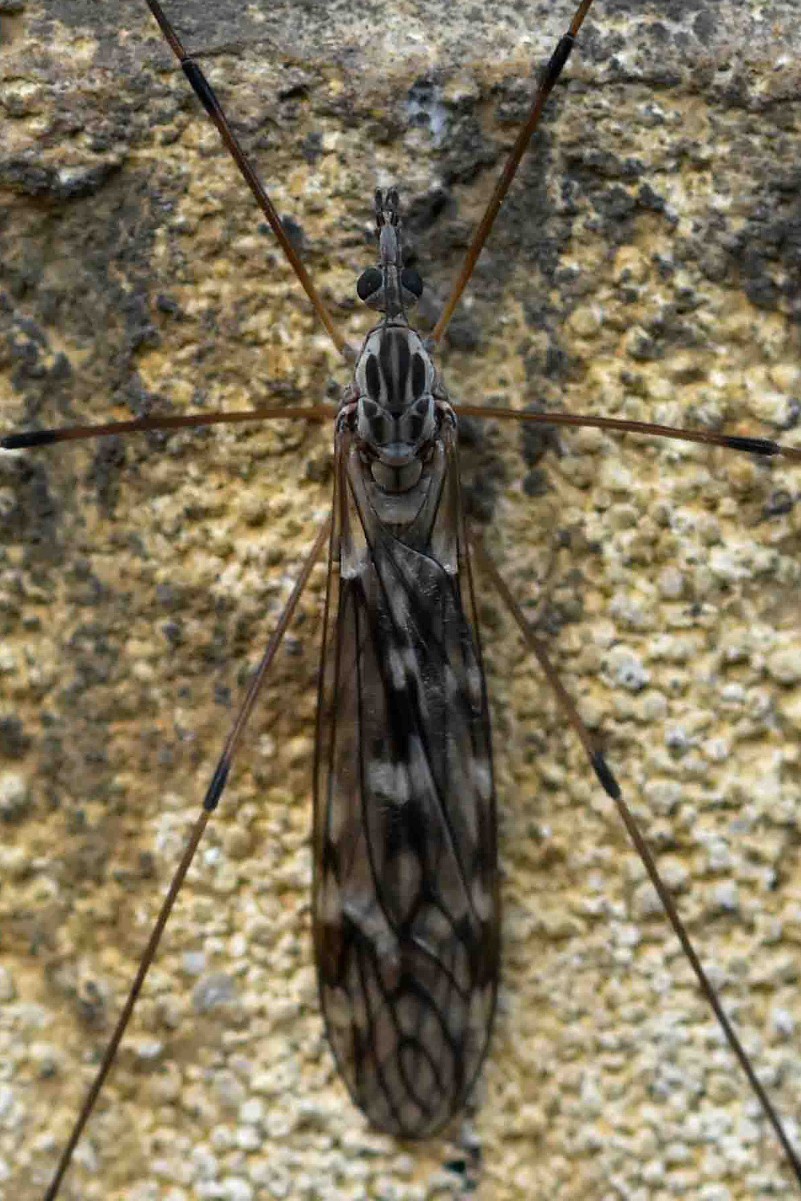 Tipula confusa | NatureSpot