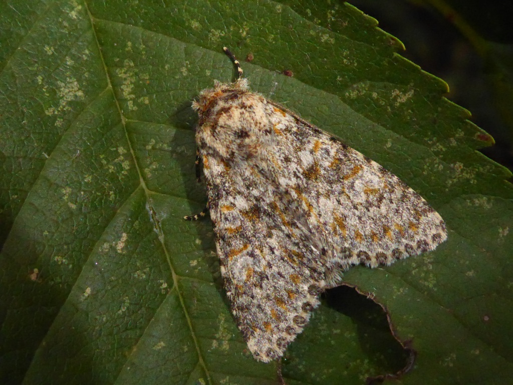 Large Ranunculus | NatureSpot