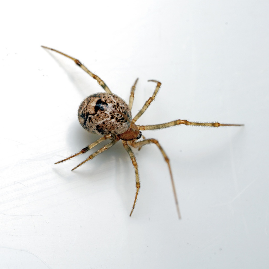 Parasteatoda tepidariorum | NatureSpot