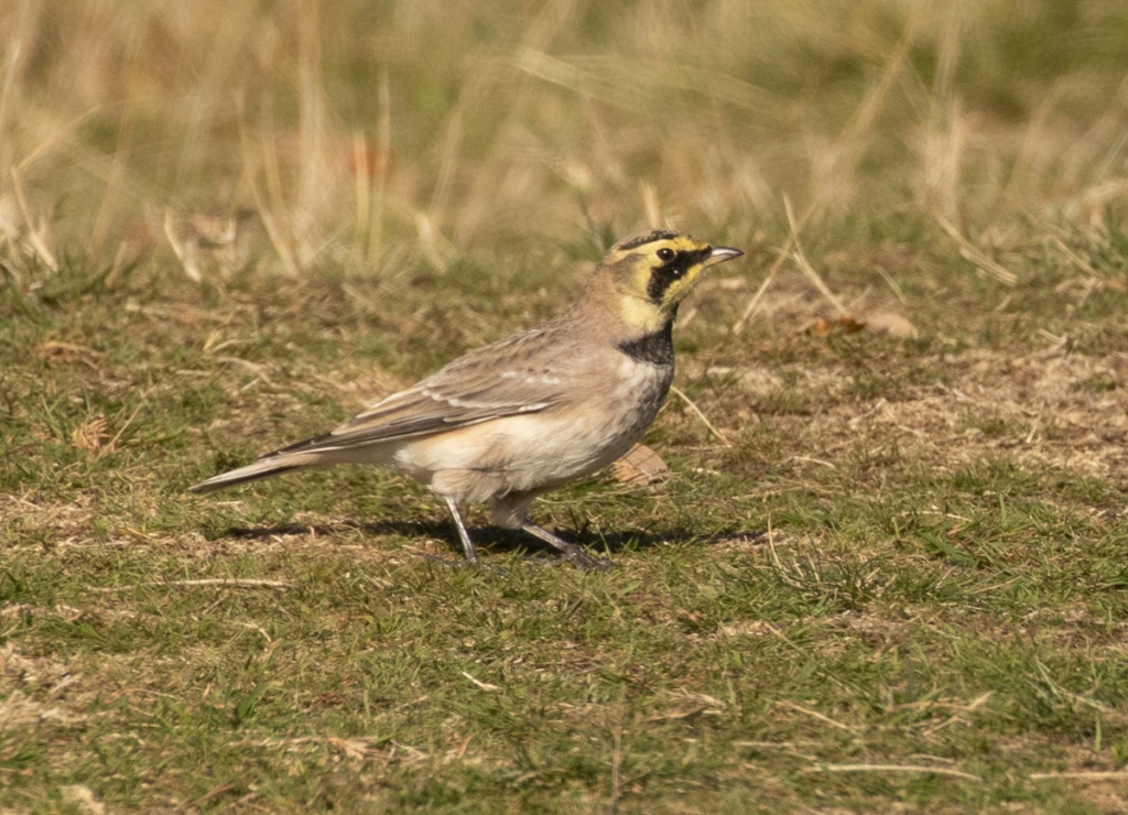 Shore Lark | NatureSpot