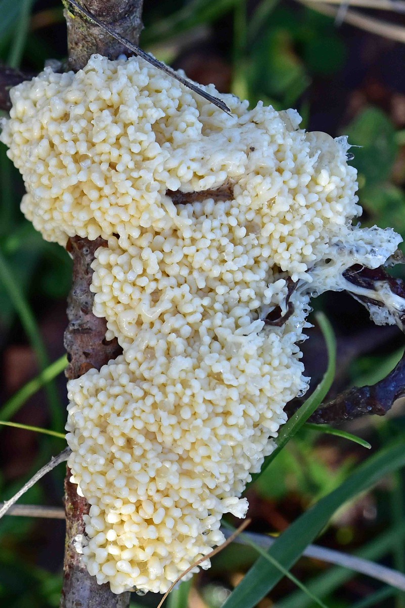 Dog Sick Slime Mould (Mucilago crustacea) - The Lawn Man