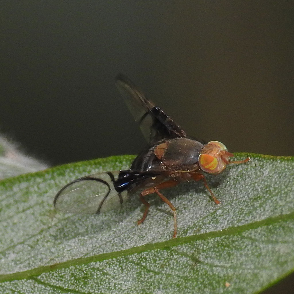 Anomoia purmunda NatureSpot