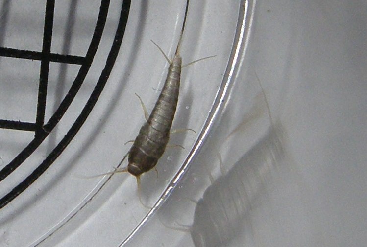 Silverfish  NatureSpot