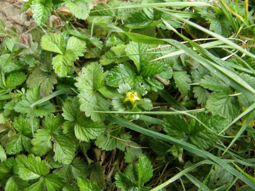 Yellowflowered Strawberry NatureSpot