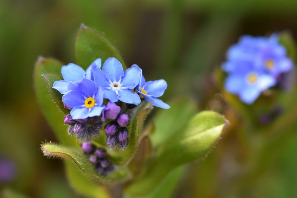 Myosotis arvensis - Field forget-me-not Seeds – Stocks & Green