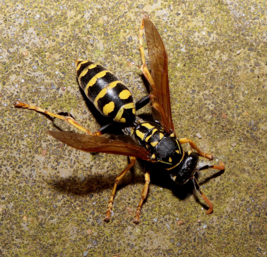 European Paper Wasp Queen Queen Wasp Stock Photos Queen Wasp Stock European Paper Wasp Queen Queen Wasp Stock Photos Queen Wasp Stock