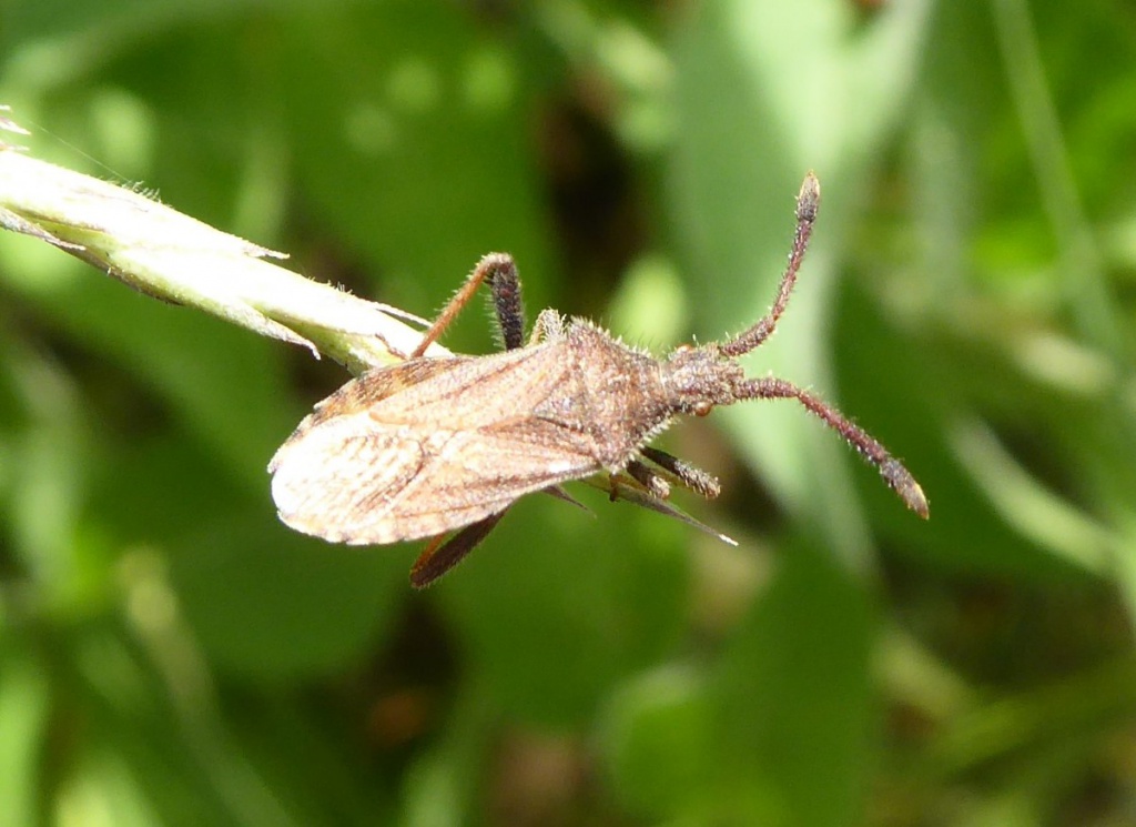 Denticulate Leatherbug | NatureSpot