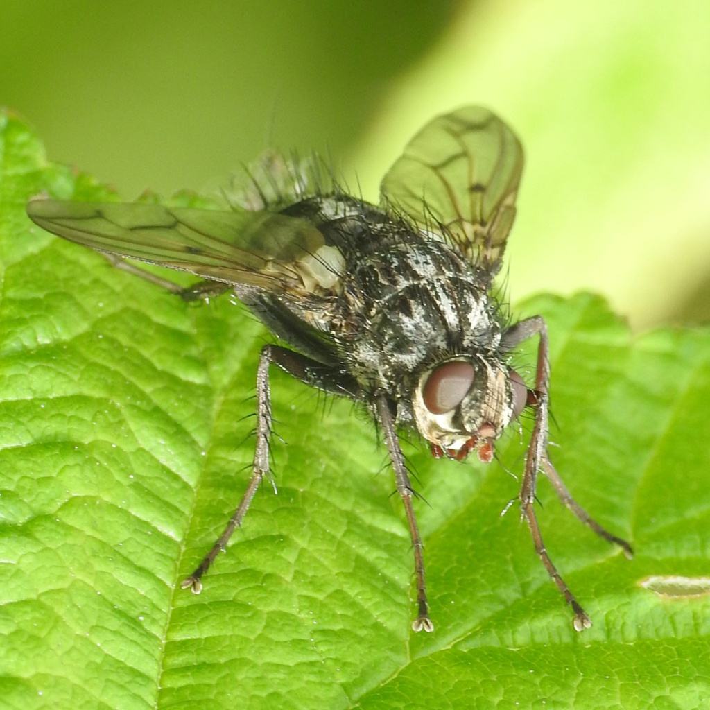 Trixa conspersa | NatureSpot