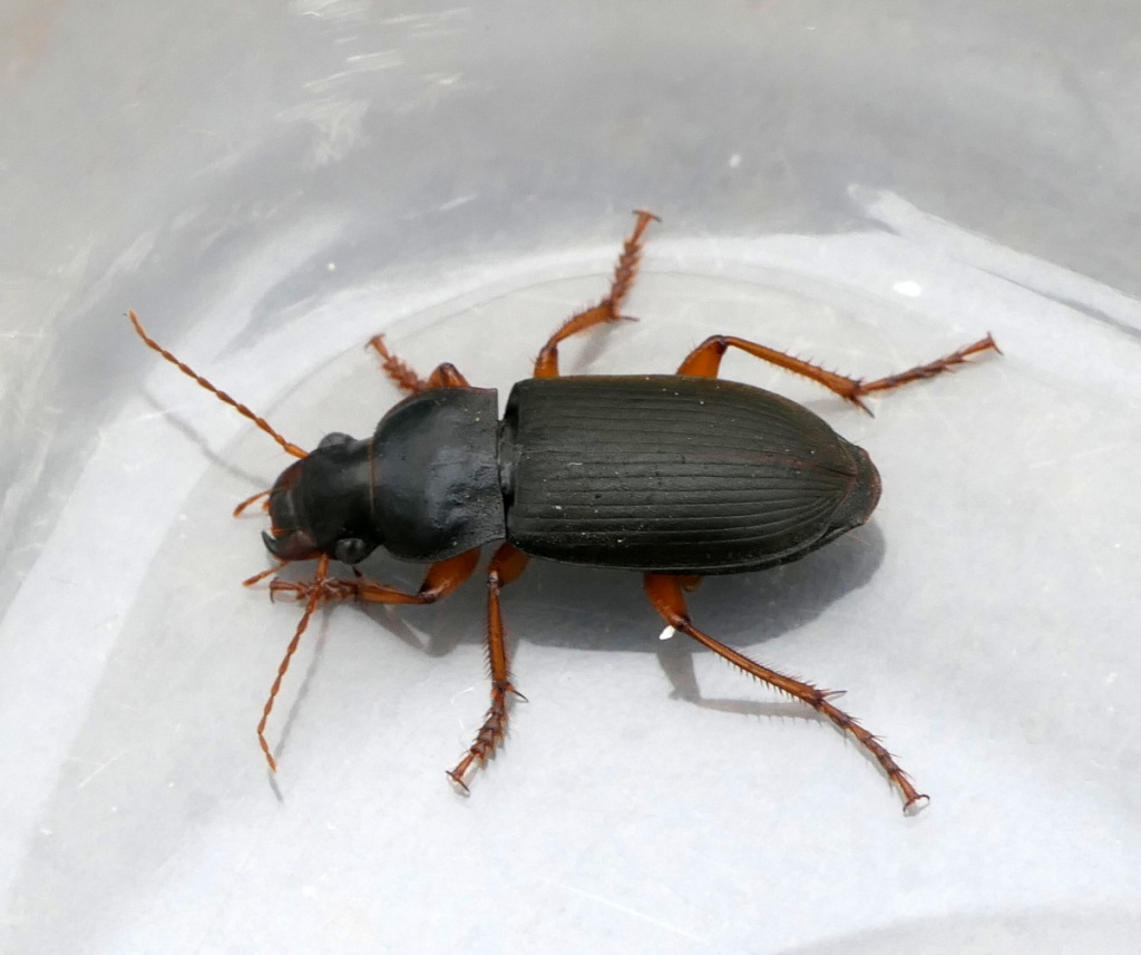 Strawberry Seed Beetle NatureSpot