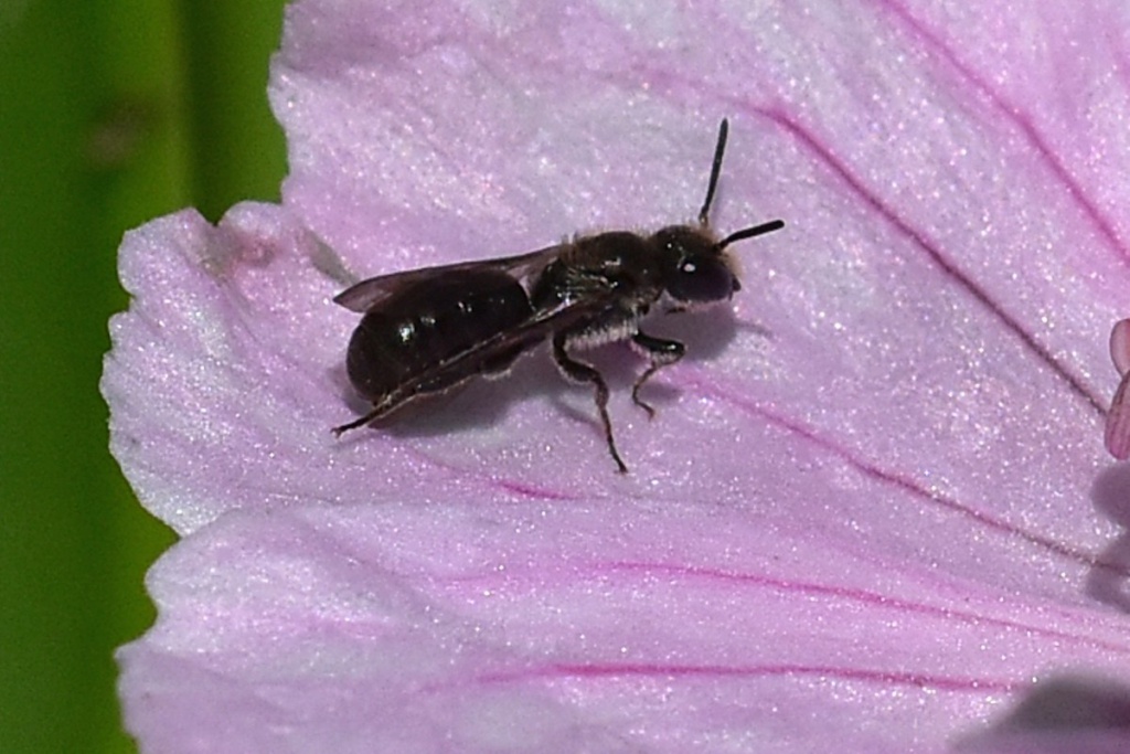 Black Carpenter Bee Uk