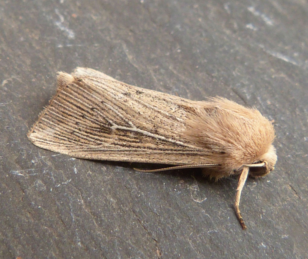 Obscure Wainscot | NatureSpot