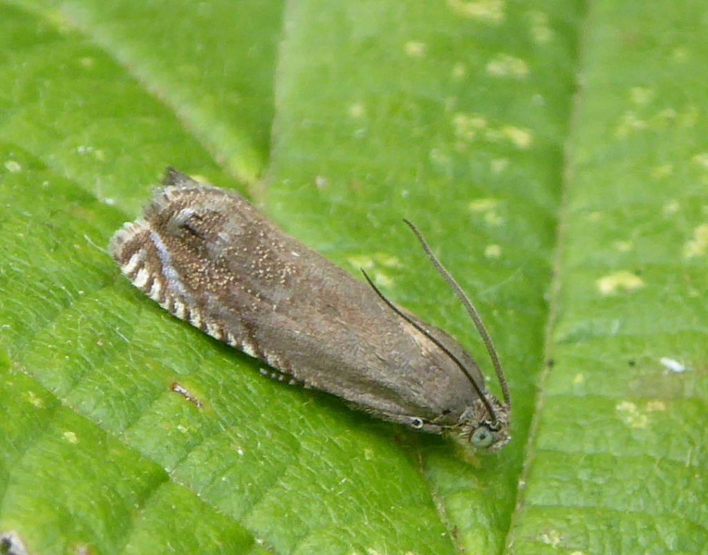 Pea Moth | NatureSpot