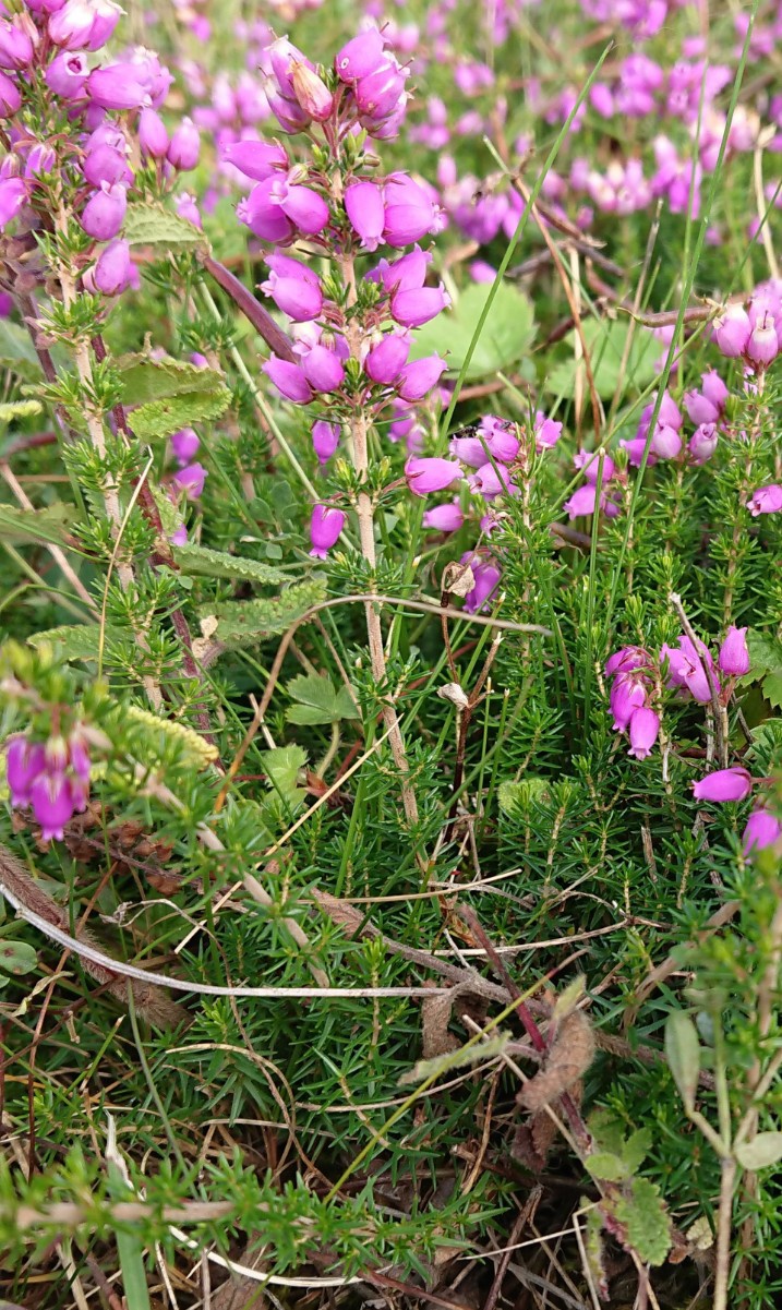 View over New Forest heathland Ling (Erica cinerea) and Bell