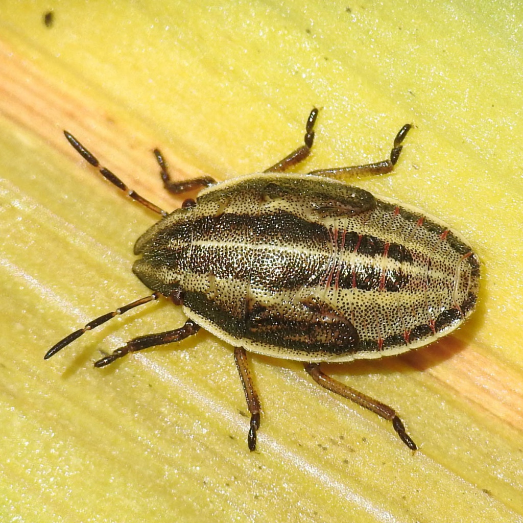 Bishop's Mitre Shield Bug (Aelia acuminata) · iNaturalist