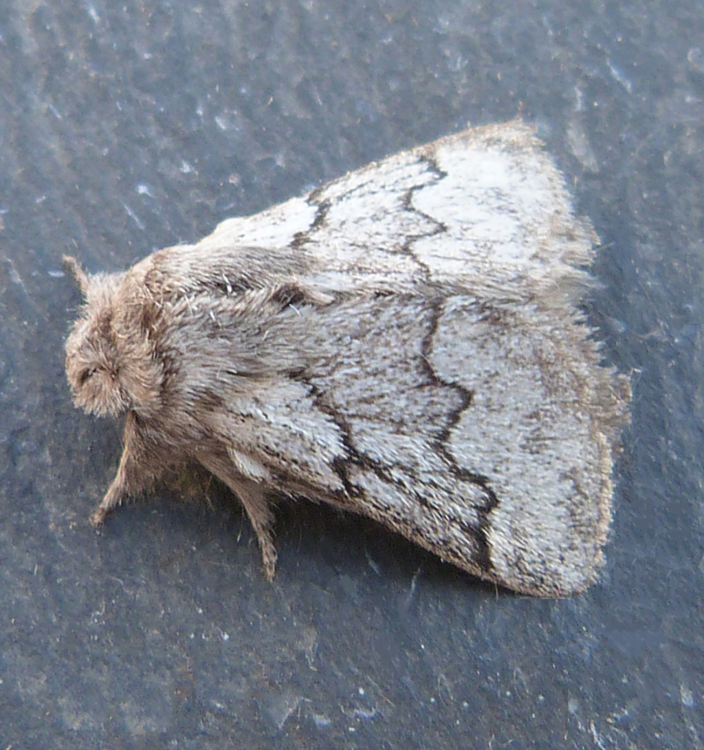 Pale Eggar | NatureSpot