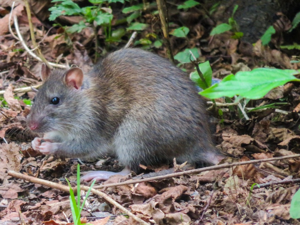 Brown Rat NatureSpot