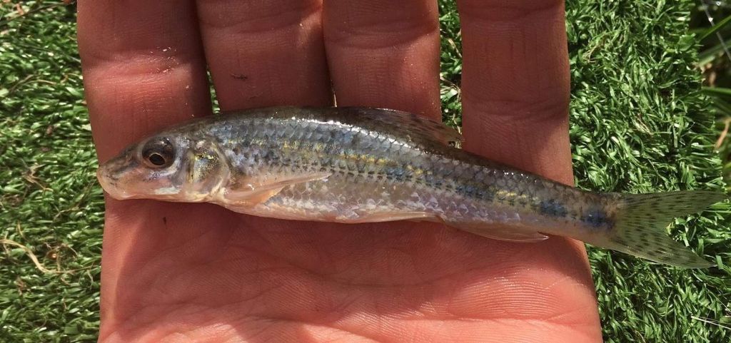 Gudgeon | NatureSpot