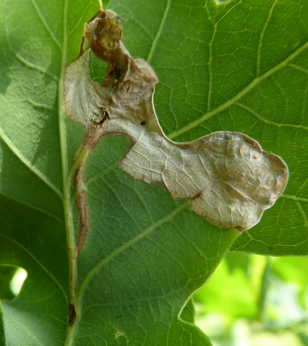 Orchestes quercus | NatureSpot