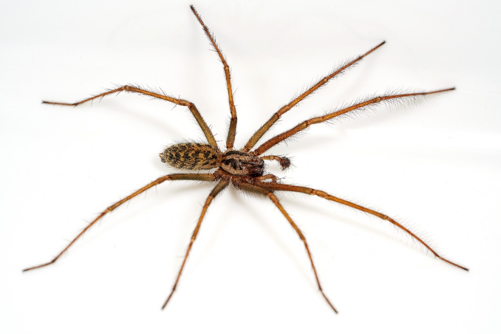 Giant House spider NatureSpot