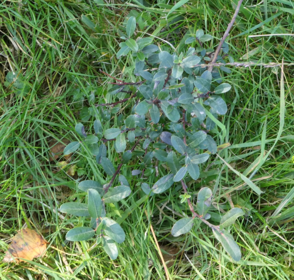 Creeping Willow NatureSpot