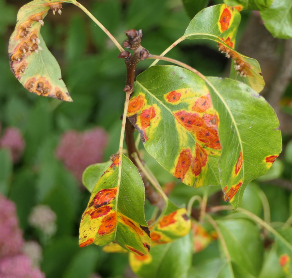 Pear Rust | NatureSpot