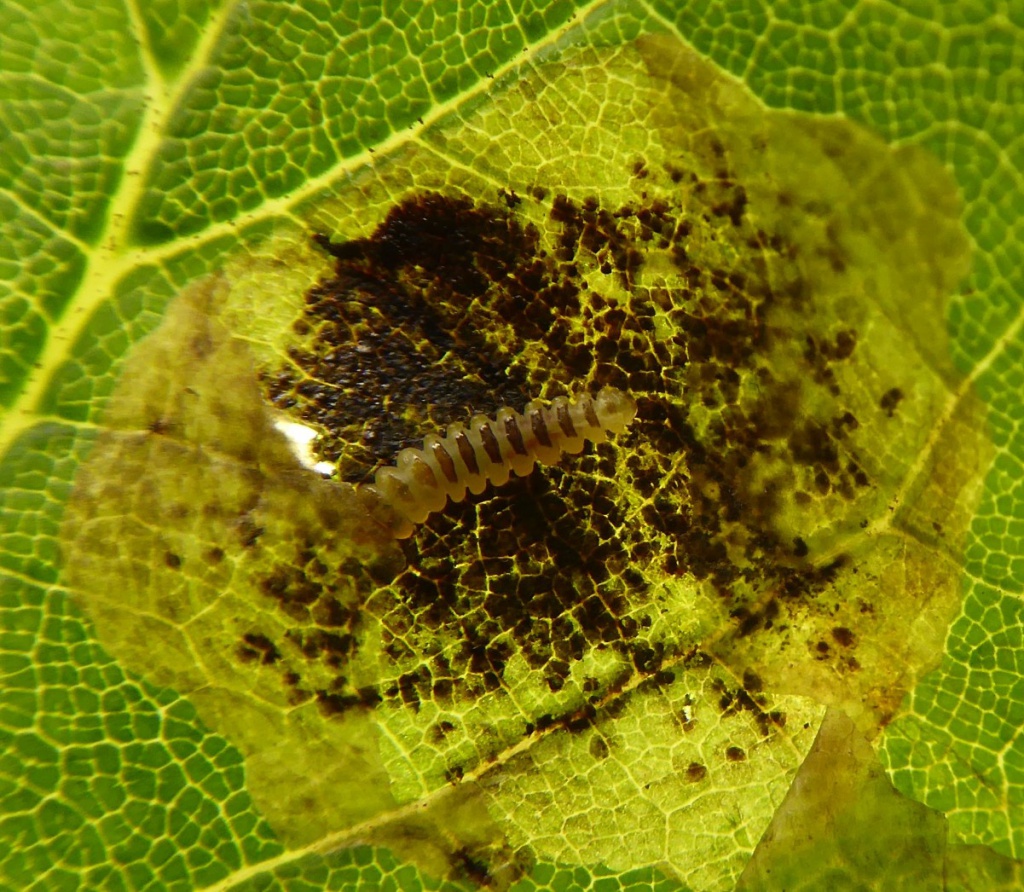 Horsechestnut Leafminer NatureSpot