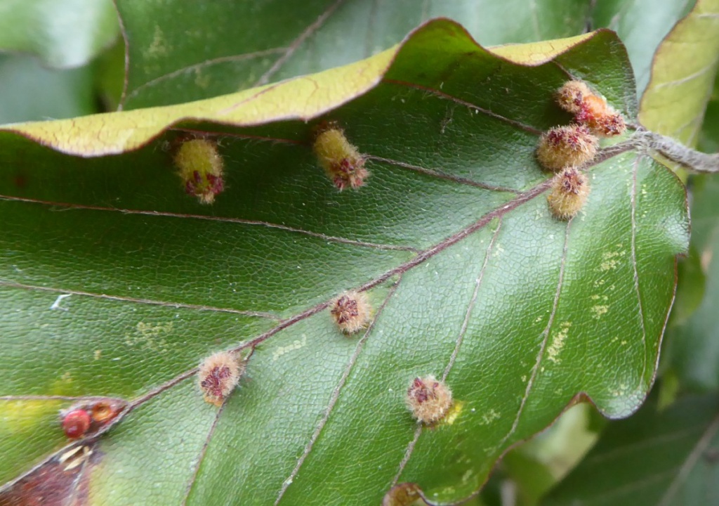 Hairy Beech Gall | NatureSpot