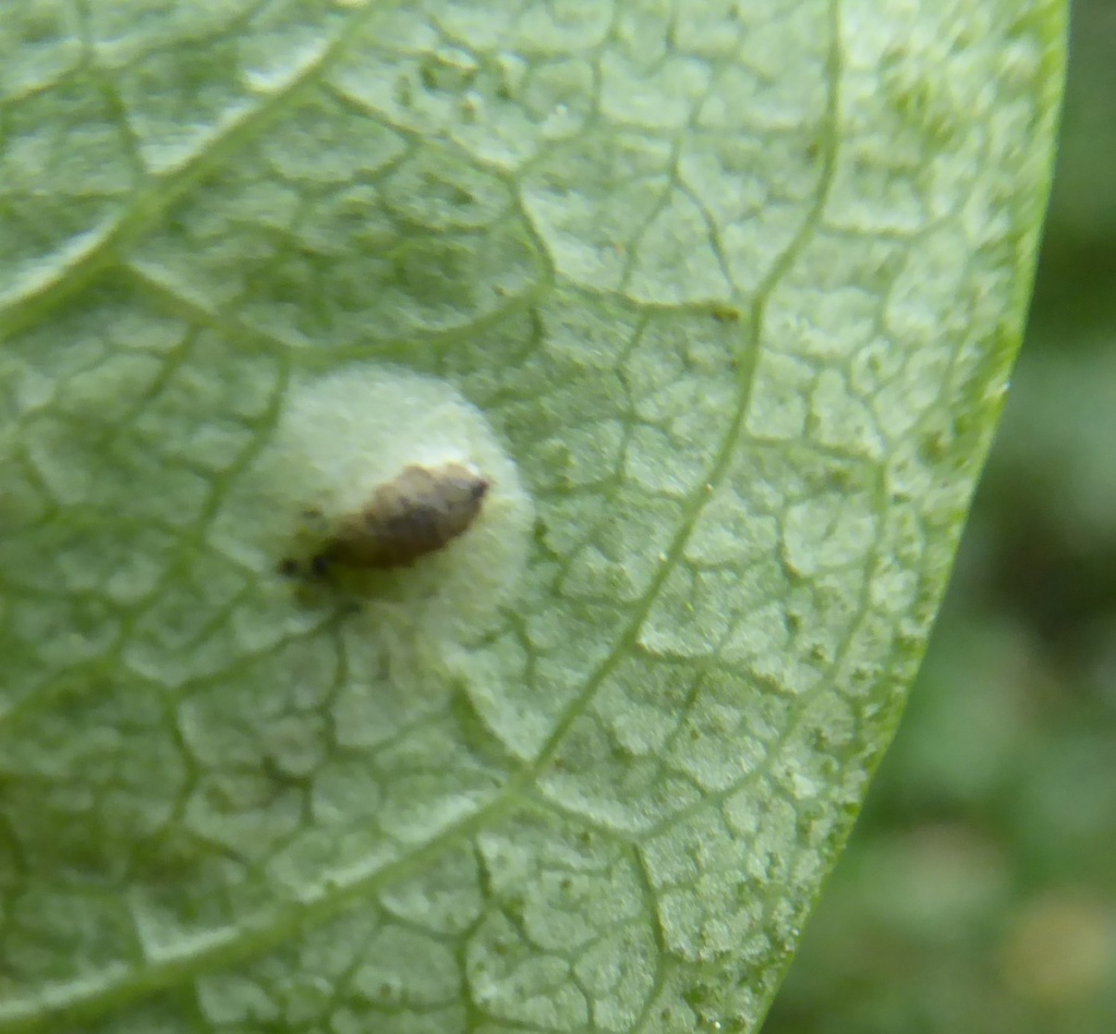 Chromatomyia aprilina | NatureSpot