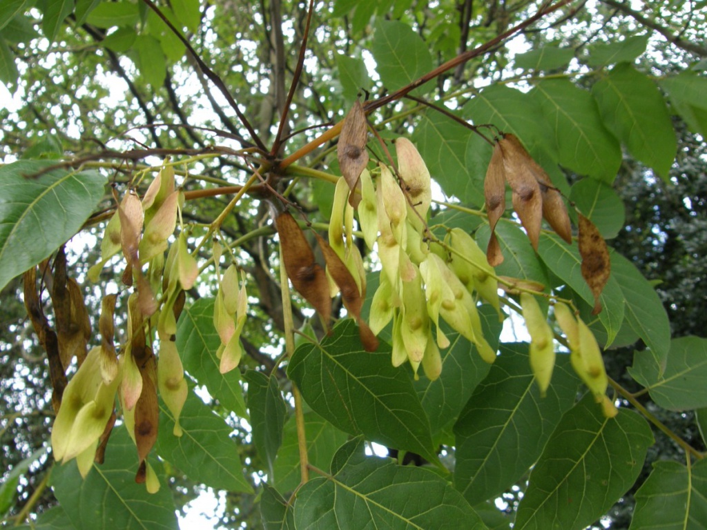 Treeofheaven NatureSpot