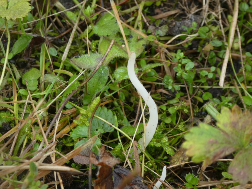 White Spindles | NatureSpot