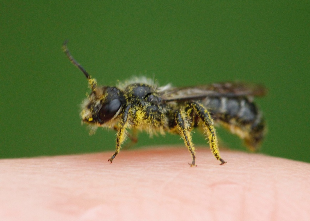 Sleepy Carpenter Bee | NatureSpot