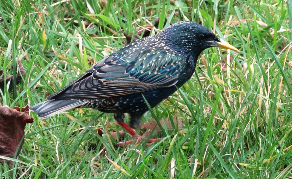 Starling | NatureSpot