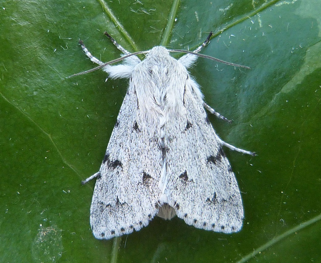 The Miller (Moth) NatureSpot