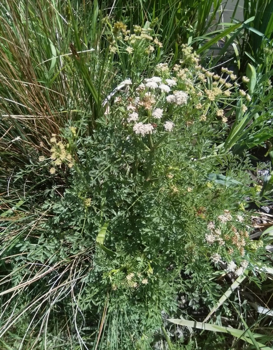 Hemlock Water-dropwort | NatureSpot