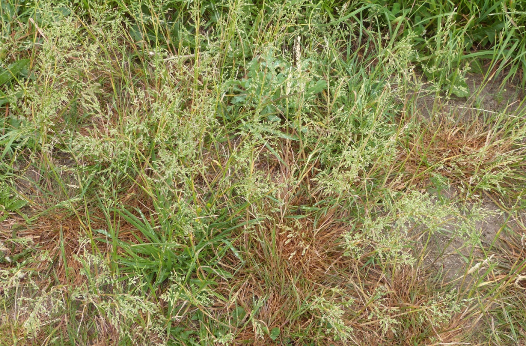 Creeping Bent | NatureSpot