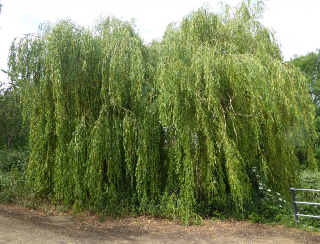 Niobe Weeping Willow