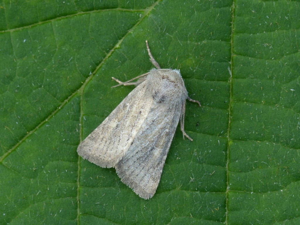 Mere Wainscot | NatureSpot